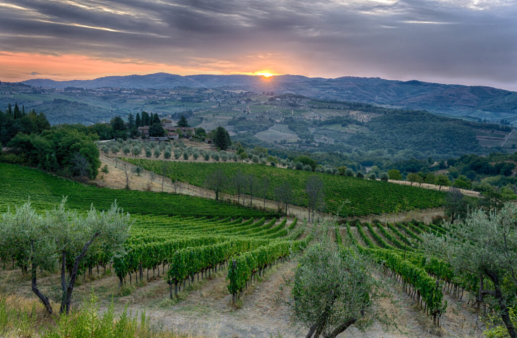 widok z ogrodu na winnice, luksusowa willa Masseto in Chianti, noclegi w Toskanii