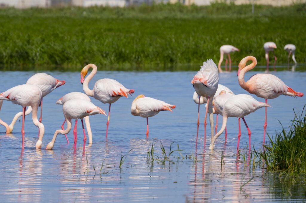 Parco Naturale Molentargius Saline, w którym można podziwiać flamingi