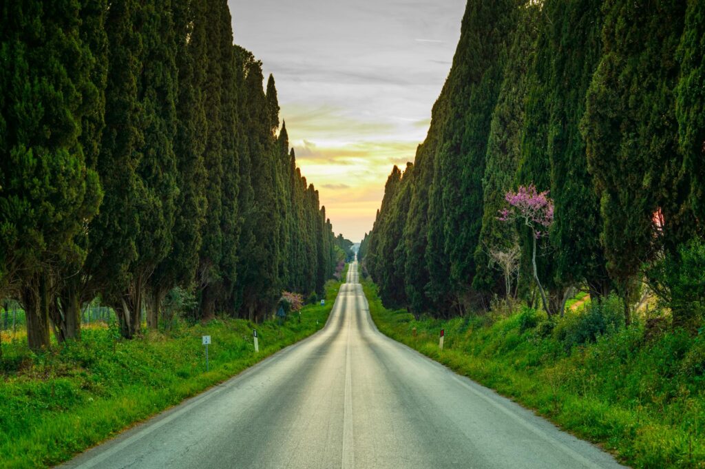 słynna cyprysowa aleja prowadząca do Bolgheri, Toskania, malownicze trasy we Włoszech