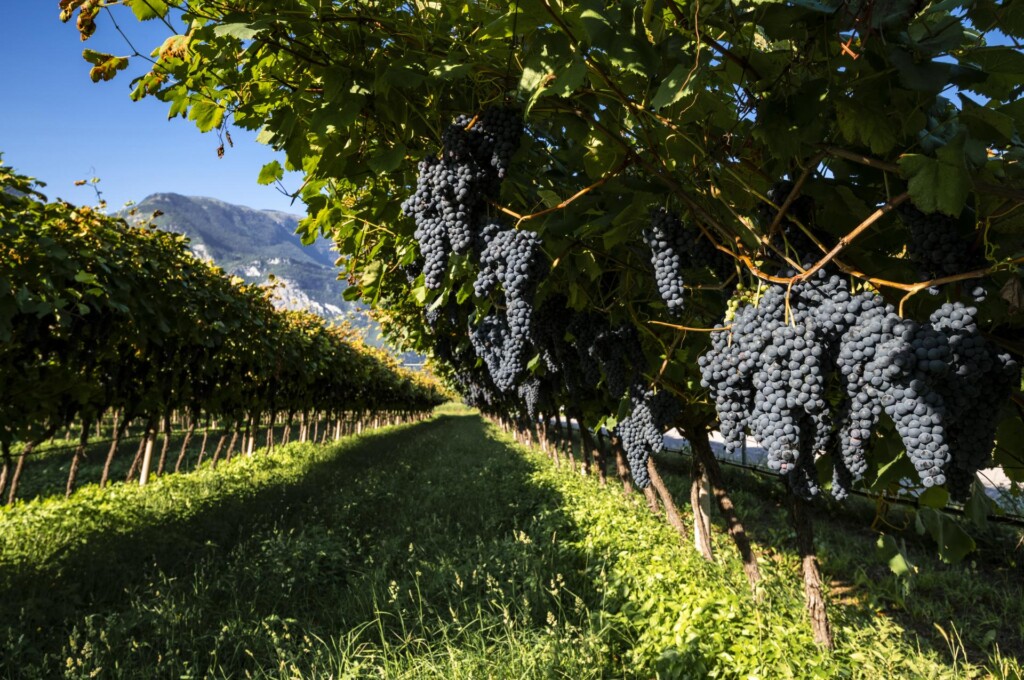 wina czerwone stanowią połowę produkowanych w Południowym Tyrolu win