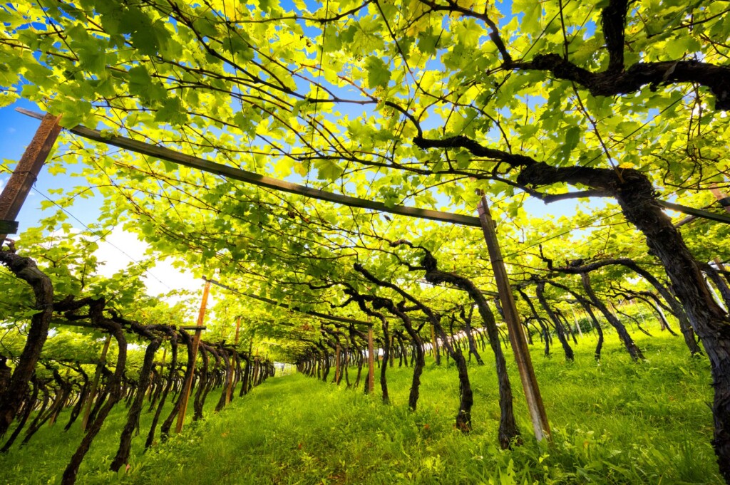 winnica nad jeziorem Caldaro w Południowym Tyrolu