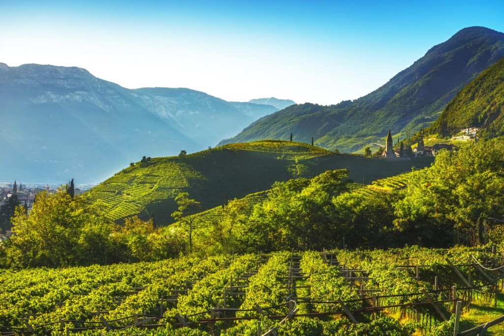 winnice wokół Bolzano - stolicy Południowego Tyrolu