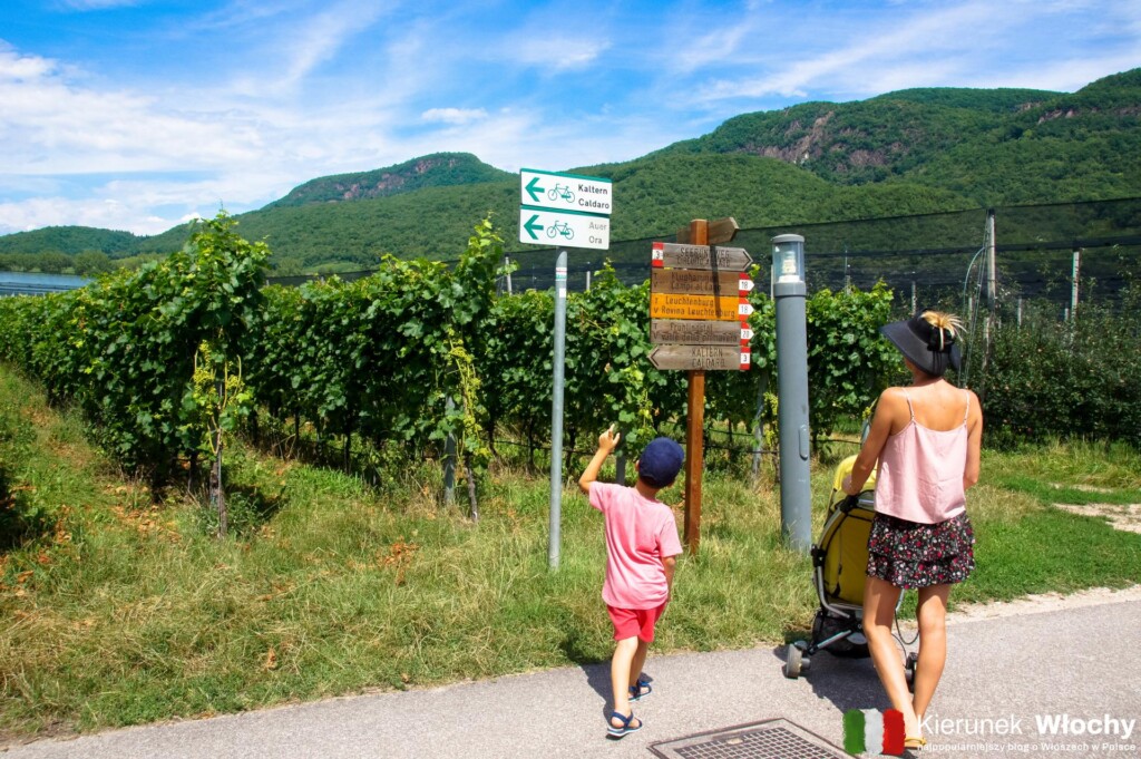w trakcie spaceru pomiędzy winnicami położonymi wokół jeziora Caldaro w Południowym Tyrolu (fot. Łukasz Ropczyński, kierunekwlochy.pl)