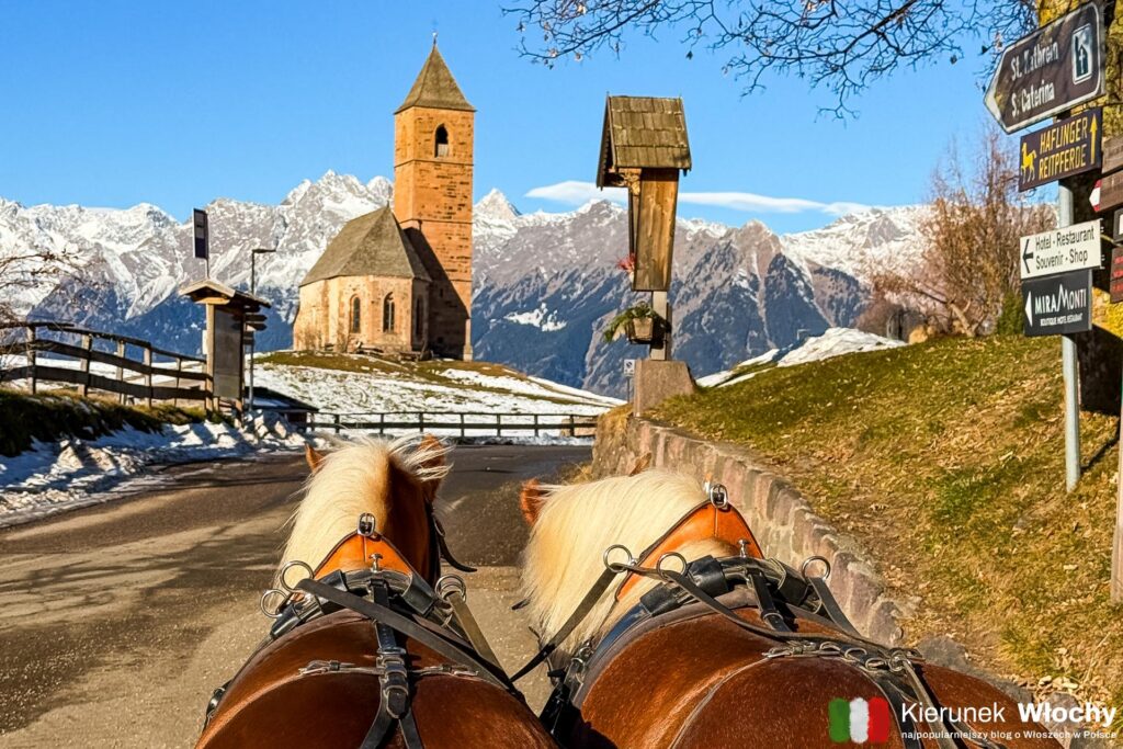 przejażdżka bryczką po szlaku konnym Haflingera w górach w okolicy Merano, Południowy Tyrol, Włochy (fot. Łukasz Ropczyński, kierunekwlochy.pl)