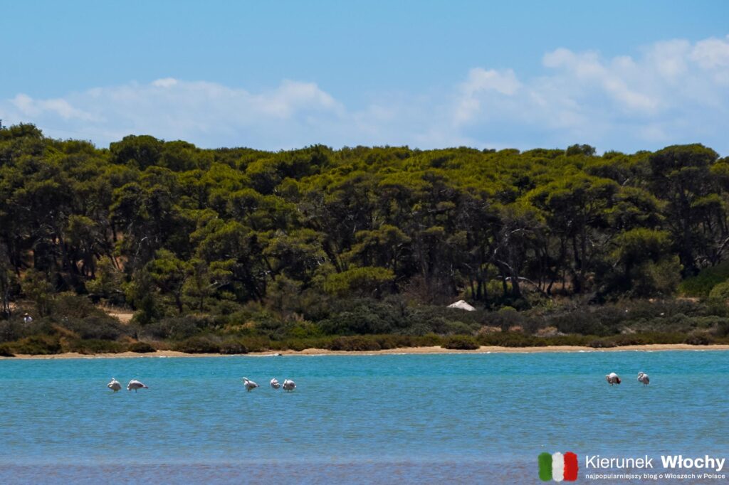 staw Stagno di Notteri, w którym żyją flamingi, plaża Porto Giunco, Villasimius, Capo Carbonara, Sardynia, Włochy (fot. Łukasz Ropczyński, kierunekwlochy.pl)