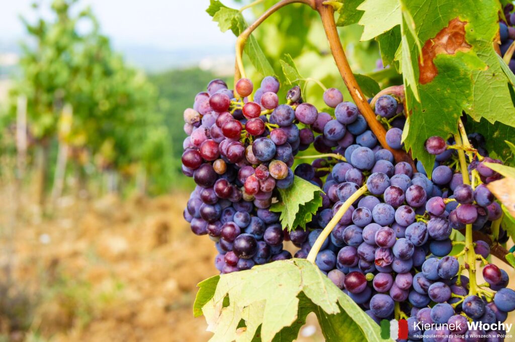 w jednej z winnic w regionie Chianti w Toskanii, Włochy (fot. Łukasz Ropczyński, kierunekwlochy.pl)